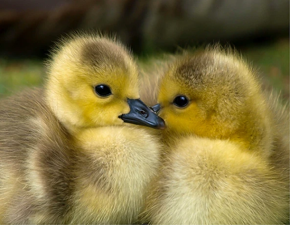 Coccidiosis Coccidiosis